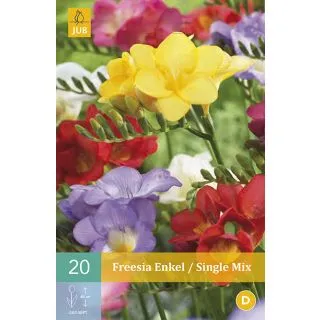 Compra FREESIA SIMPLE MIX en la tienda online Fito Agrícola