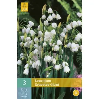 Compra LEUCOJUM GRAVETYE GIANT en la tienda online Fito Agrícola