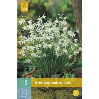 Compra ORNITHOGALUM NUTANS en la tienda online Fito Agrícola