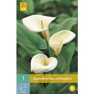 Compra ZANTEDESCHIA AETHIOPICA en la tienda online Fito Agrícola