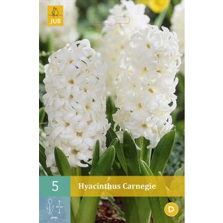 Compra JACINTOS CARNEGIE en la tienda online Fito Agrícola