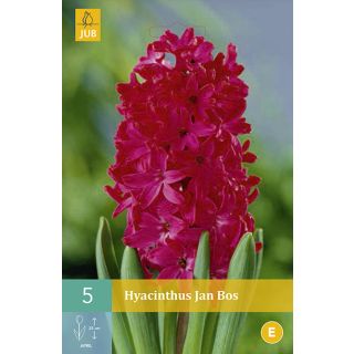 Compra JACINTOS JAN BOS en la tienda online Fito Agrícola