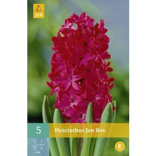 Compra JACINTOS JAN BOS en la tienda online Fito Agrícola