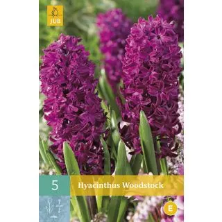 Compra JACINTOS WOODSTOCK en la tienda online Fito Agrícola