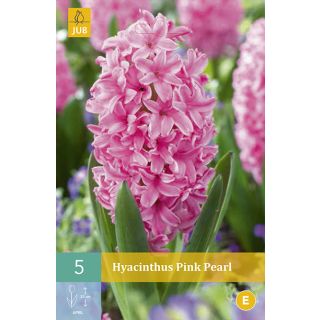 Compra JACINTOS PINK PEARL en la tienda online Fito Agrícola