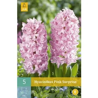 Compra JACINTOS PINK SURPRISE en la tienda online Fito Agrícola