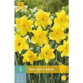 Compra NARCISOS CARLTON en la tienda online Fito Agrícola