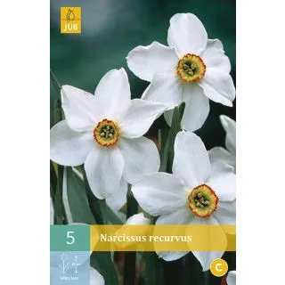 Compra NARCISOS RECURVUS en la tienda online Fito Agrícola