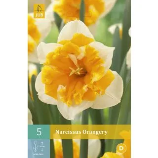 Compra NARCISOS ORANGERY en la tienda online Fito Agrícola