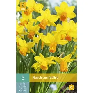 Compra NARCISOS JETFIRE en la tienda online Fito Agrícola