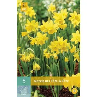 Compra NARCISOS TETE A TETE en la tienda online Fito Agrícola