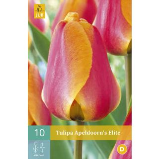 Compra TULIPÁN APELDOORN´S ELITE en la tienda online Fito Agrícola