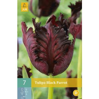 Compra TULIPÁN BLACK PARROT en la tienda online Fito Agrícola