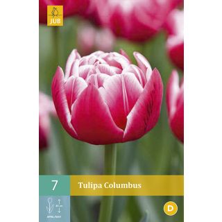 Compra TULIPÁN COLUMBUS en la tienda online Fito Agrícola