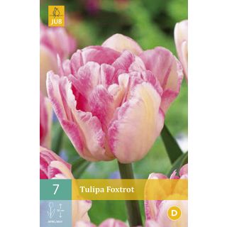 Compra TULIPÁN FOXTROT en la tienda online Fito Agrícola