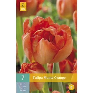 Compra TULIPÁN MONTE ORANGE en la tienda online Fito Agrícola
