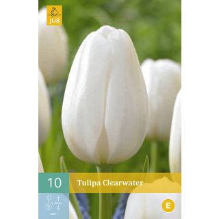 Compra TULIPÁN CLEARWATER en la tienda online Fito Agrícola