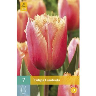 Compra TULIPÁN LAMBADA en la tienda online Fito Agrícola