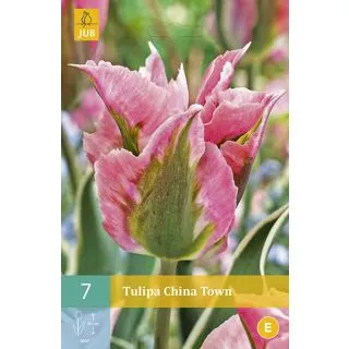 Compra TULIPÁN CHINA TOWN en la tienda online Fito Agrícola