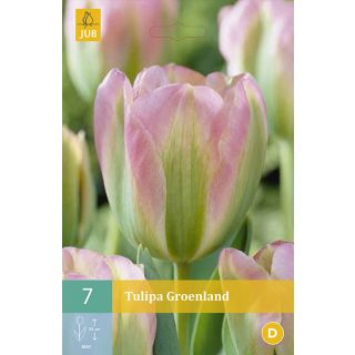 Compra TULIPÁN GROENLAND en la tienda online Fito Agrícola
