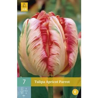 Compra TULIPÁN APRICOT PARROT en la tienda online Fito Agrícola