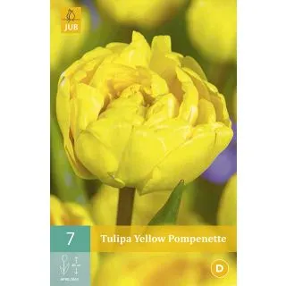 Compra TULIPÁN YELLOW POMPENETTE en la tienda online Fito Agrícola