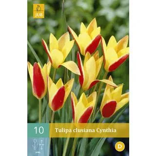 Compra TULIPÁN CLUSIANA CYNTHIA en la tienda online Fito Agrícola