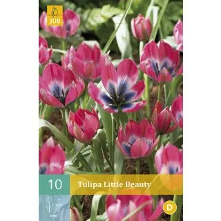 Compra TULIPÁN LITTLE BEAUTY en la tienda online Fito Agrícola