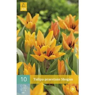 Compra TULIPÁN PRAESTANS SHOGUN en la tienda online Fito Agrícola