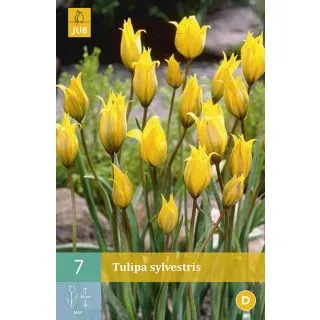 Compra TULIPÁN SYLVESTRIS en la tienda online Fito Agrícola