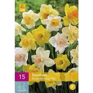 Compra NARCISOS DE FLOR GRANDE MIX XXL en la tienda online Fito Agrícola