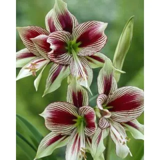 Compra AMARYLLIS PAPILLIO en la tienda online Fito Agrícola