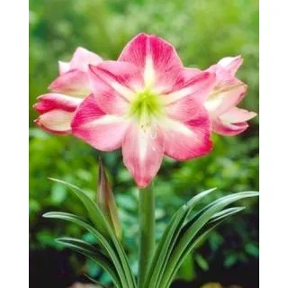 Compra AMARYLLIS EXPOSURE ® en la tienda online Fito Agrícola