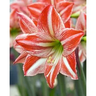 Compra AMARYLLIS FAIRYTALE ® en la tienda online Fito Agrícola