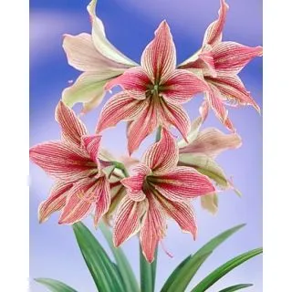 Compra AMARYLLIS EXOTIC STAR en la tienda online Fito Agrícola