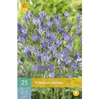 Compra TRITELEIA CORRINA en la tienda online Fito Agrícola