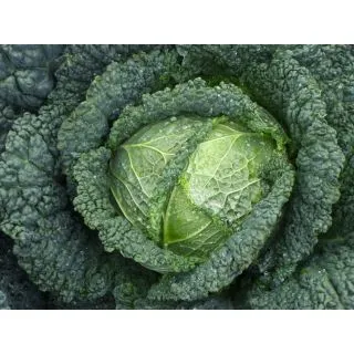 Compra COL MELISSA F-1 ECOLÓGICA Precisión (10.000 Semillas) en la tienda online Fito Agrícola