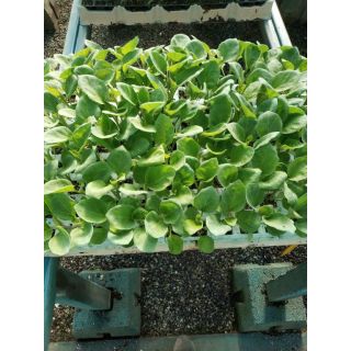 Compra BERENJENA ANGELA F-1 EPS150 en la tienda online Fito Agrícola