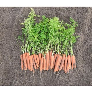 Compra ZANAHORIA MOKUM F1 Precisión (100.000 Semillas Cal. 1.8 - 2.0 mm.) en la tienda online Fito Agrícola