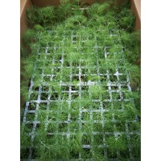 Compra HINOJO TAURO F-1 EPS247 en la tienda online Fito Agrícola