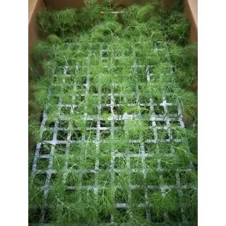 Compra HINOJO TAURO F-1 EPS247 en la tienda online Fito Agrícola