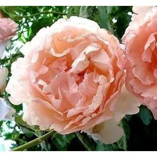 Compra ROSAL PRINCESSE CHARLENE DE MONACO ® Meidysouk en la tienda online Fito Agrícola