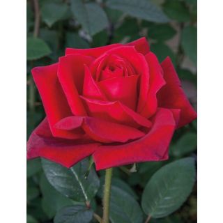 Compra ROSAL JUBILÉ PAPA MEILLAND ® - Meiceazar en la tienda online Fito Agrícola