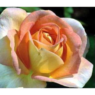 Compra ROSAL ARLEQUIN ® - Meihyago en la tienda online Fito Agrícola