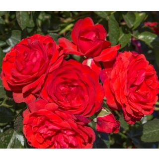 Compra ROSAL SCARLET BONICA ® - Meiscarlebo en la tienda online Fito Agrícola