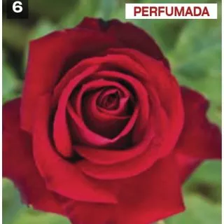 Compra ROSAL MR. LINCOLN en la tienda online Fito Agrícola