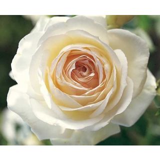 Compra ROSAL PALAIS ROYAL ® - Meiviowit (Trepador) en la tienda online Fito Agrícola