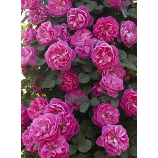 Compra ROSAL ALLEGRO ® 2010 - Meileodevin (Trepador) en la tienda online Fito Agrícola