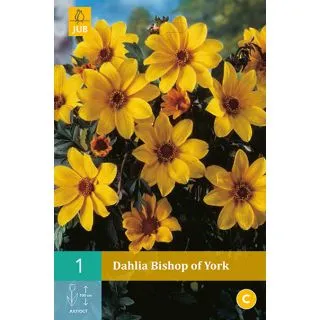 Compra DALIA BISHOP OF YORK en la tienda online Fito Agrícola