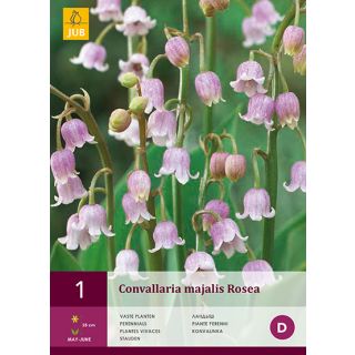 Compra CONVALLARIA MAJALIS ROSEA en la tienda online Fito Agrícola